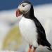 puffin_atlantic_msi_v_0894_can1923.jpg